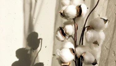 Diffuseurs de parfum Fleur de Coton : douceur et volupté dans votre intérieur