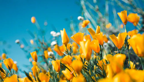 Diffuseurs de parfums à la fleur : un jardin s'invite dans votre intérieur