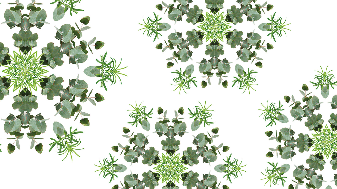 Fraîcheur d'Eucalyptus