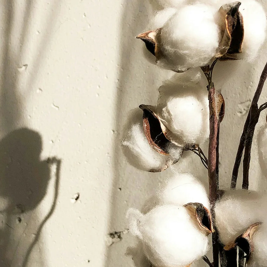 Diffuseurs de parfum Fleur de Coton : douceur et volupté dans votre intérieur