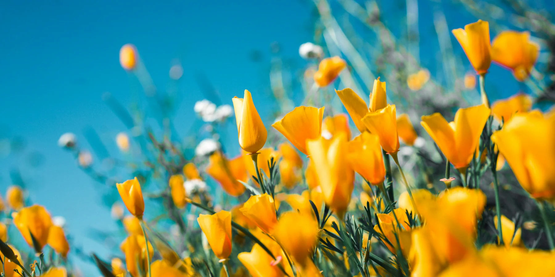 Diffuseurs de parfums à la fleur : un jardin s'invite dans votre intérieur