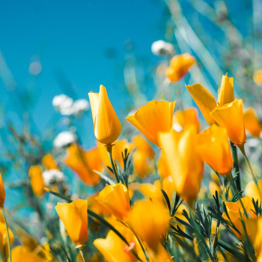 Diffuseurs de parfums à la fleur : un jardin s'invite dans votre intérieur